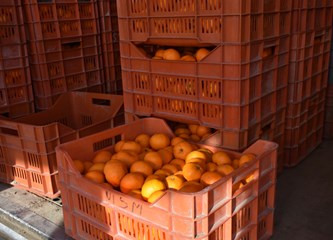 Posljednja prilika za "ugrabiti" mandarine iz Opuzena
