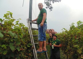 FOTO: Vinogradima Vukomeričkih gorica ponovno 'klopoću' klopoteci