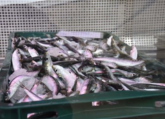 Bili smo u novoj ribarnici: 'Sve je obiteljski ulov, smrznute ribe nemamo niti ćemo je imati!'