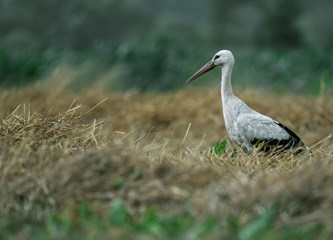"Roda u Veleševcu" među najboljim fotografijama ove posebne ptice