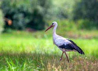 "Roda u Veleševcu" među najboljim fotografijama ove posebne ptice