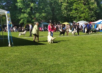 FOTO: Velika Gorica domaćin Međunarodne izložbe pasa, posjetitelji imaju prilike vidjeti sve pasmine retrivera