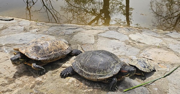 Zagrebački ZOO vrt udomio crvenouhe kornjače uhvaćene na jezerima ...