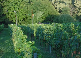 Klopoci opet klopoču u Vukomeričkim goricama