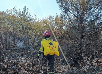 DVD Velika Buna - Razigrani 70-godišnjak koji želi na Olimpijadu