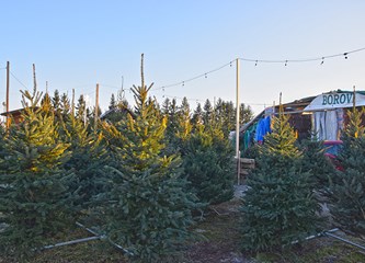 Najljepše mjesto za kupnju božićnog drvca