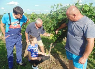 FOTO: Jaka tuča poharala vinograde Vukomeričkih gorica, uništeno i do 30 posto uroda