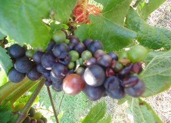 FOTO: Jaka tuča poharala vinograde Vukomeričkih gorica, uništeno i do 30 posto uroda
