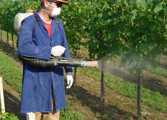 FOTO: Jaka tuča poharala vinograde Vukomeričkih gorica, uništeno i do 30 posto uroda