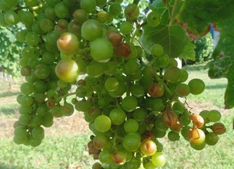 FOTO: Jaka tuča poharala vinograde Vukomeričkih gorica, uništeno i do 30 posto uroda