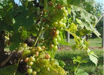 FOTO: Jaka tuča poharala vinograde Vukomeričkih gorica, uništeno i do 30 posto uroda