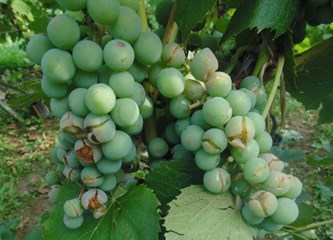 FOTO: Jaka tuča poharala vinograde Vukomeričkih gorica, uništeno i do 30 posto uroda