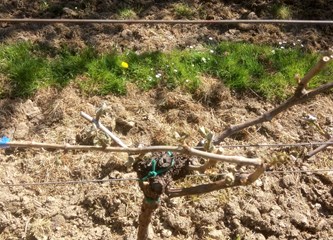 Mraz poharao vinogorje Vukomeričkih gorica: „Štete u vinogradima iznose čak od 50 do 70 %!“