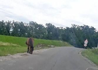 Petrovina: Zalutali konj ugrozio sigurnost u prometu