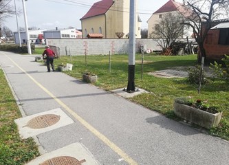 Ukrašavanje naselja: U Novom Čiču posadili 1400 maćuhica, u Mraclinu drvored japanske trešnje