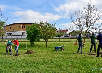 Sadnjom stabala započeli projekt života: Kurilovečka šetnica pratit će staro korito potoka Lomnice i donijeti nove sadržaje