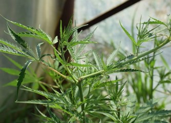 FOTO: Kod Velikogoričanke pronađeno 20 stabljika marihuane, droga i puška!