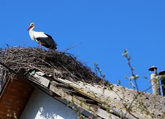 Gnijezda roda mogu težiti i do jedne tone! Ako su ih savile na vašem krovu imate pravo na naknadu