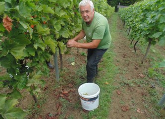 FOTO Berba grožđa pri kraju: Vrijeme za sada poslužilo vinogradare, no ne kriju razočarenje…