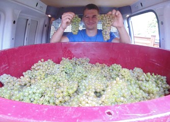 FOTO Berba grožđa pri kraju: Vrijeme za sada poslužilo vinogradare, no ne kriju razočarenje…