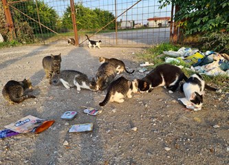 FOTO Divlji deponij u 1. komunalnoj zoni postao je i „odlagalište“ mačaka, susjedima prekipjelo!