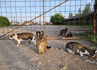 FOTO Divlji deponij u 1. komunalnoj zoni postao je i „odlagalište“ mačaka, susjedima prekipjelo!