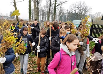 FOTO Velikogorički školarci prijatelji šume: Posadili stotinjak stabala u Turopoljskom lugu