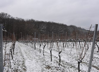 Gorički vinogradari obilježili Vincekovo: Nakon dvije godine okupili se u punom broju i prigodno proslavili početak vinogradarske godine