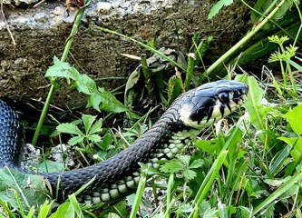 FOTO: Kapitalna zmija snimljena dok se sunčala uz ogradu obiteljske kuće u Buševcu