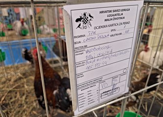 FOTO Turopoljci Jurek i Katica, Posavska kukmasta kokica i još 700 golubova, kunići i ptice čekaju vas na velikoj izložbi