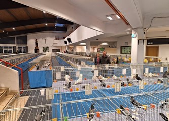 FOTO Turopoljci Jurek i Katica, Posavska kukmasta kokica i još 700 golubova, kunići i ptice čekaju vas na velikoj izložbi