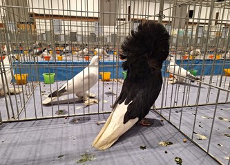 FOTO Turopoljci Jurek i Katica, Posavska kukmasta kokica i još 700 golubova, kunići i ptice čekaju vas na velikoj izložbi