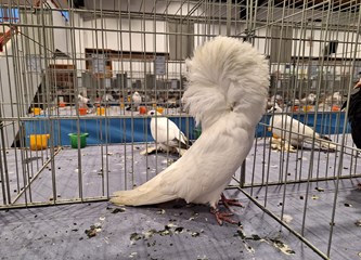 FOTO Turopoljci Jurek i Katica, Posavska kukmasta kokica i još 700 golubova, kunići i ptice čekaju vas na velikoj izložbi