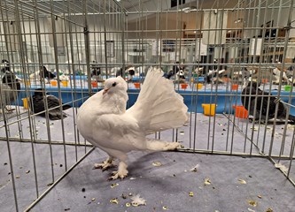 FOTO Turopoljci Jurek i Katica, Posavska kukmasta kokica i još 700 golubova, kunići i ptice čekaju vas na velikoj izložbi