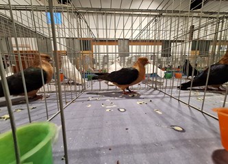 FOTO Turopoljci Jurek i Katica, Posavska kukmasta kokica i još 700 golubova, kunići i ptice čekaju vas na velikoj izložbi