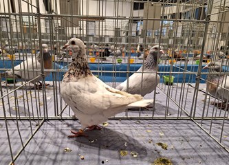 FOTO Turopoljci Jurek i Katica, Posavska kukmasta kokica i još 700 golubova, kunići i ptice čekaju vas na velikoj izložbi