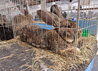 FOTO Turopoljci Jurek i Katica, Posavska kukmasta kokica i još 700 golubova, kunići i ptice čekaju vas na velikoj izložbi