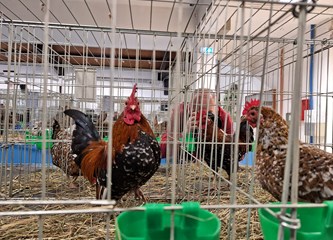 FOTO Turopoljci Jurek i Katica, Posavska kukmasta kokica i još 700 golubova, kunići i ptice čekaju vas na velikoj izložbi