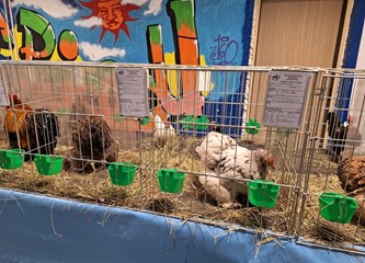 FOTO Turopoljci Jurek i Katica, Posavska kukmasta kokica i još 700 golubova, kunići i ptice čekaju vas na velikoj izložbi