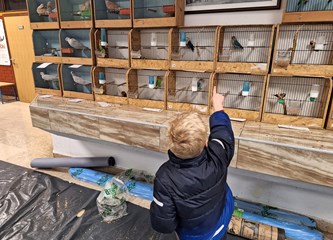 FOTO Turopoljci Jurek i Katica, Posavska kukmasta kokica i još 700 golubova, kunići i ptice čekaju vas na velikoj izložbi